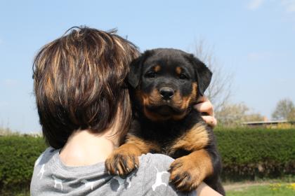 Rottweilerwelpen mit ADRK - Papieren von verantwortungsvollen Züchter zu verkauf