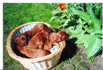 Irish Setter Welpen (rot) abzugeben