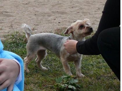 Das süßeste Yorki Mädchen sucht ein neues zu Hause 