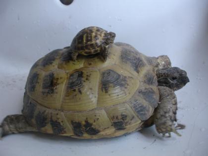 Hübsche Vierzehenschildkröten (Nachzuchten) abzugeben