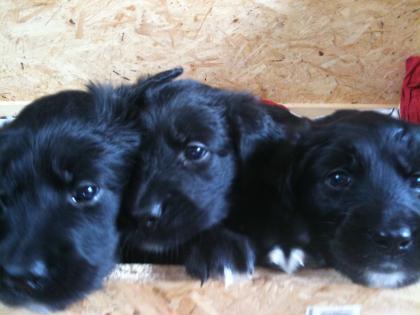 Golden retriever Mischlingswelpen