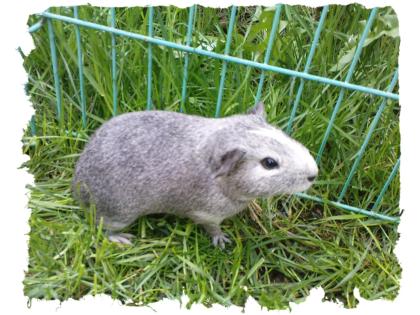 Wunderschöne, gesunde Meerschweinchen Babys