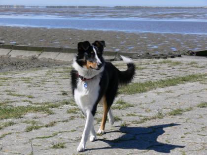 Australien-Shepard/Bordercollie Mix 