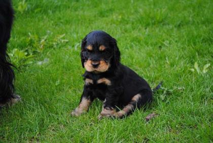 ENGLISCH COCKER SPANIEL WELPEN