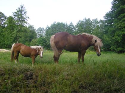 2 Haflinger-Stuten suchen Stall mit Koppel oder Offenstall