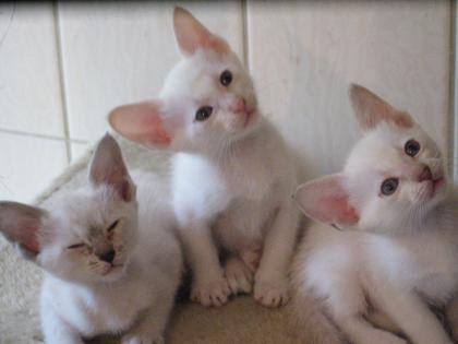 3 bezaubernde SIAM - Babys in seltenen Farben suchen dauerhaften Platz