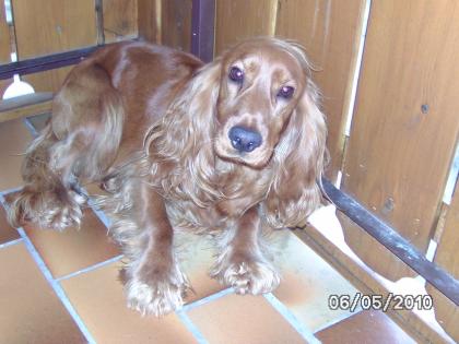 Verkaufe Cocker  Spaniel