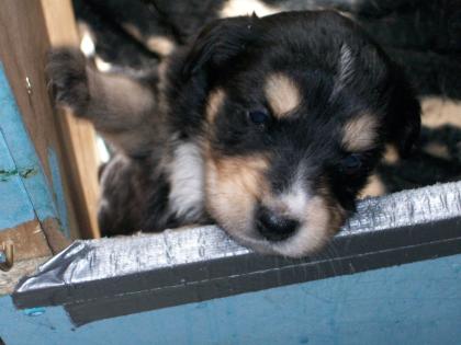 Süße Husky-Colli-Schäferhund-Appenzeller mix welpen