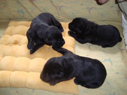 Reinrassige, schwarze Labradorwelpen zu verkaufen