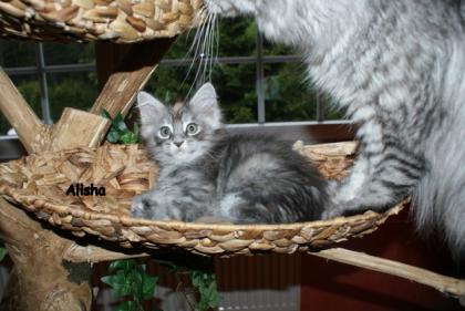 Maine Coon Kitten aus kleiner Hobbyzucht zu verkaufen