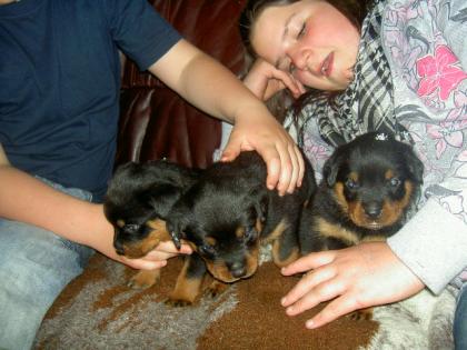 Rottweilerwelpen abzugeben