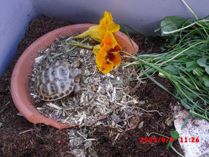 Vierzehenlandschildkröten- Steppenschildkröten- unbekannt