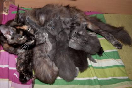 Maine Coon Kitten