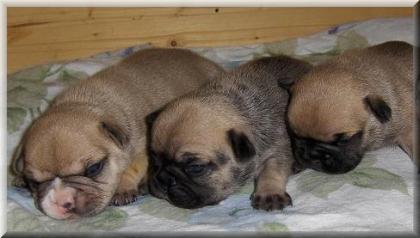 Französische Bulldoggen Welpen