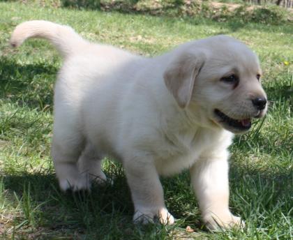 Labrador Retriever Welpen