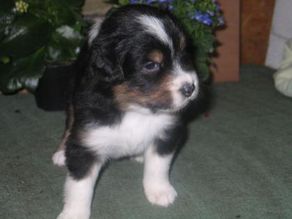 Australian Shepherd Welpen mit ASCA-Papieren