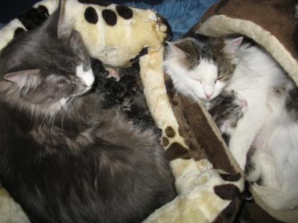 Maine Coon Babys suchen ihre Menschen