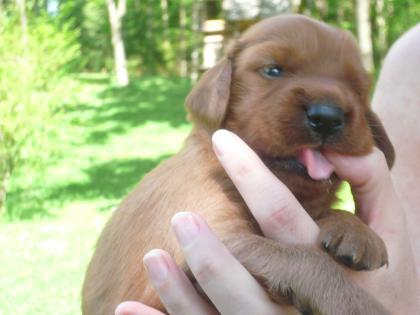 Irish Setter Welpen abzugeben