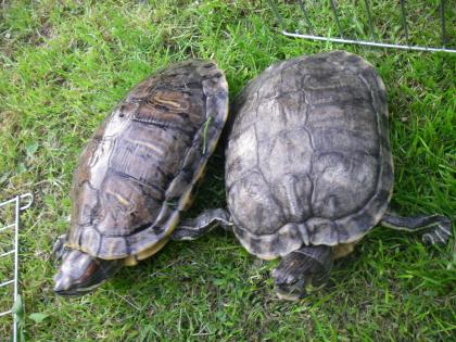 Schildkröten suchen ein neues zuhause