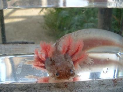 Axolotl (Harlekin) gesucht