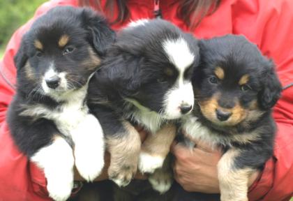 Wurfankündigung Australian Shepherd Welpen