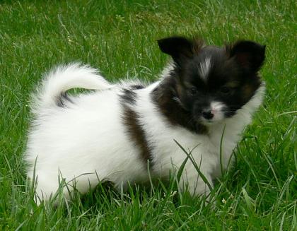 Wunderschöne Papillon Babys.