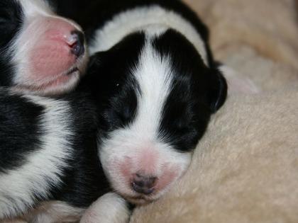 Bearded Collie Welpen