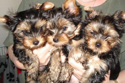 Süsse Yorkshire-Terrier Welpen abzugeben  VDH Papiere 