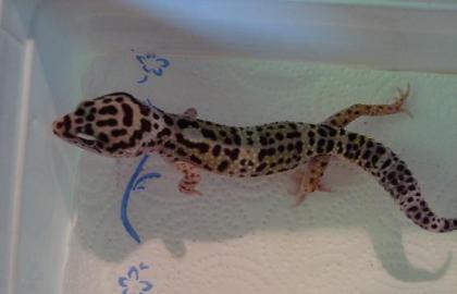 Leopardgecko Mack Snow 1.0