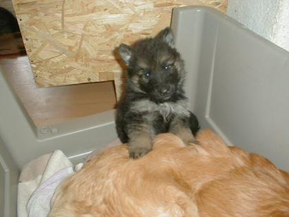 1 süßer Spatz sucht noch,Golden Retriever - Schäferhund -Mix-Welpen