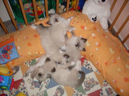 Ragdoll Kitten