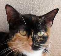 Dreifarbige, liebe Katze Martina!