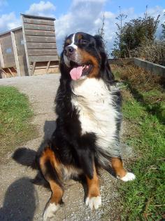 Hundebetreuung für meinen Berner Sennenhund (Rüden) gesucht !!!