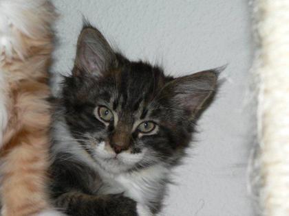 Maine Coon Katerchen