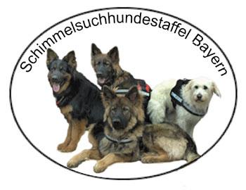 Schimmelspürhund - bevor Sie Mieten oder Kaufen