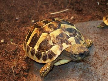 Griechische Landschildkröten Thherc Babys von2021