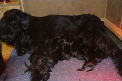 Riesenschnauzer Welpen (Schwarz) abzugeben mit Papieren