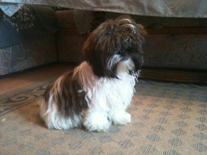 Shih Tzu Welpen