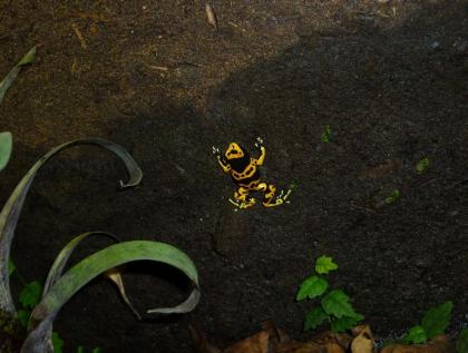 Biete Dendrobates leucomelas Nachzuchten