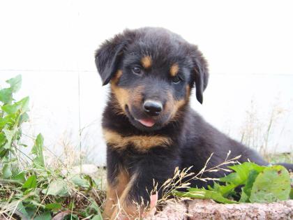 Rottweiler Welpen