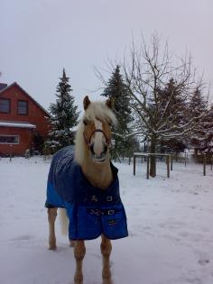 Suche für meinen Haflinger beistellpony (wallach)