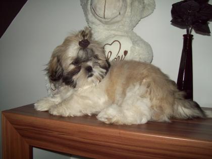 Shih Tzu Welpe Rüde