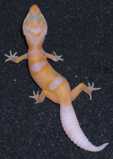 Leopardgecko-Nachzuchten abzugeben