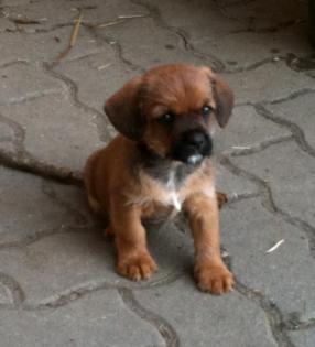 Cairn Terrier - Cavalier Edelmischlinge