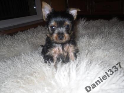 Mini Yorkshire terrier