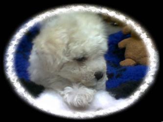 Bichon Frise Welpen sofort zur Abgabe