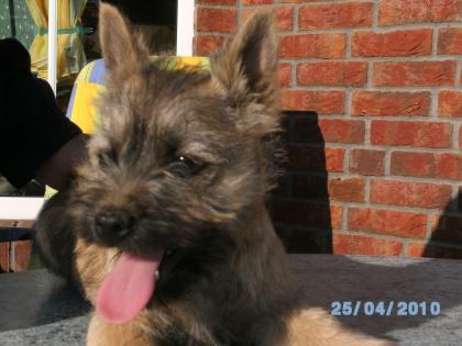 Cairn Terrier Welpen