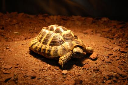 Griechische Landschildkröte 6 Jahre (männlich)