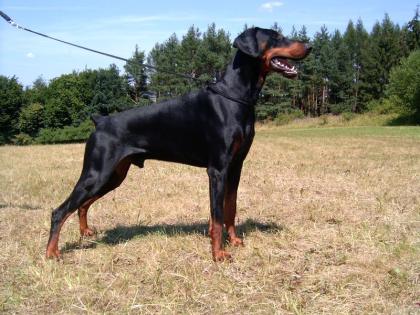 Dobermann Welpe mit FCI Papiere