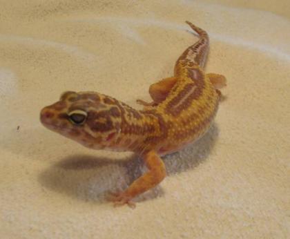 SHTC Leopardgecko Männchen NZ08